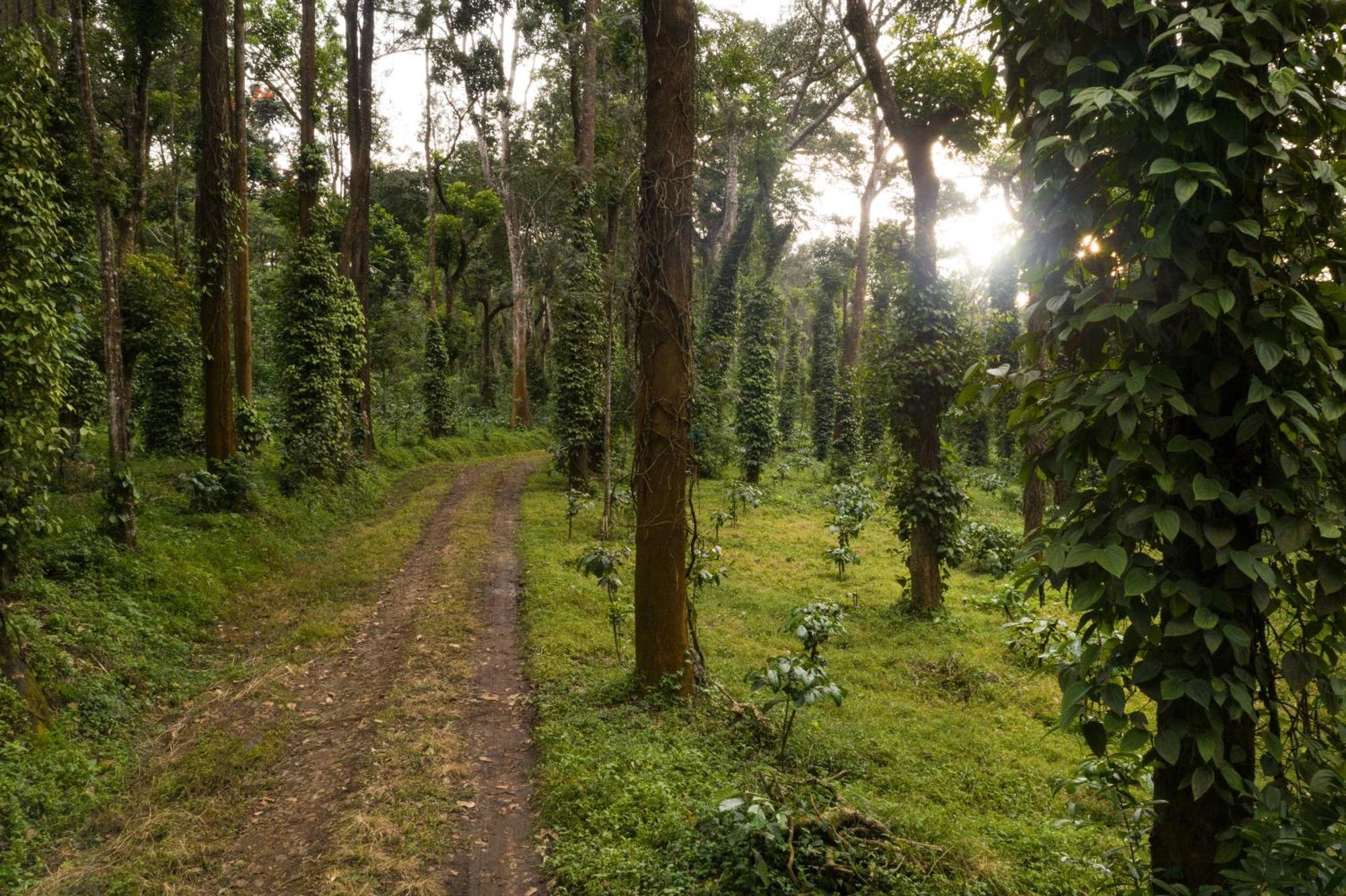 Tusker Trail By Luxunlock 호텔 Suntikoppa 외부 사진